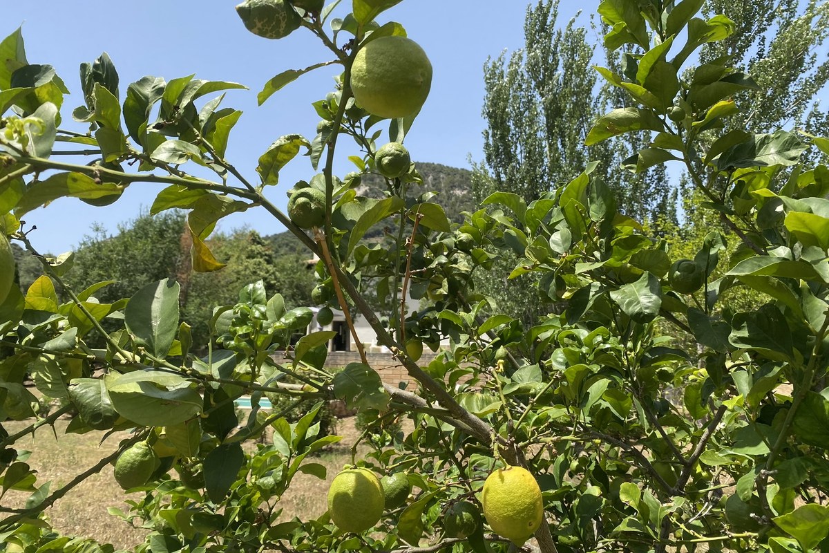 Lemons already on the trees