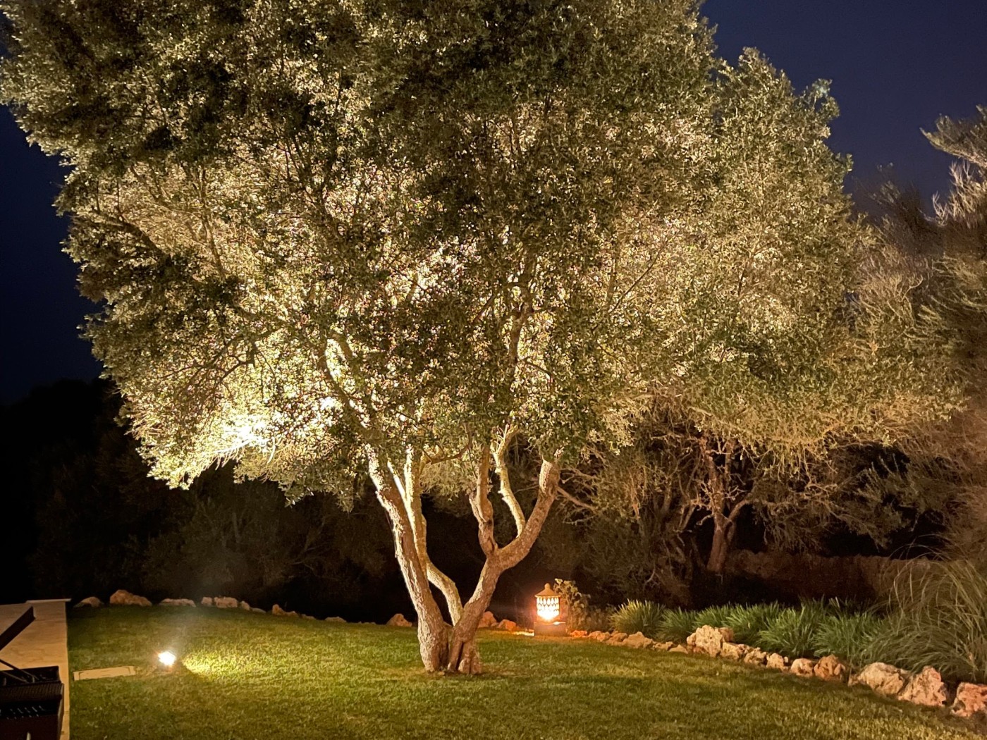 Olive tree lit in the evening